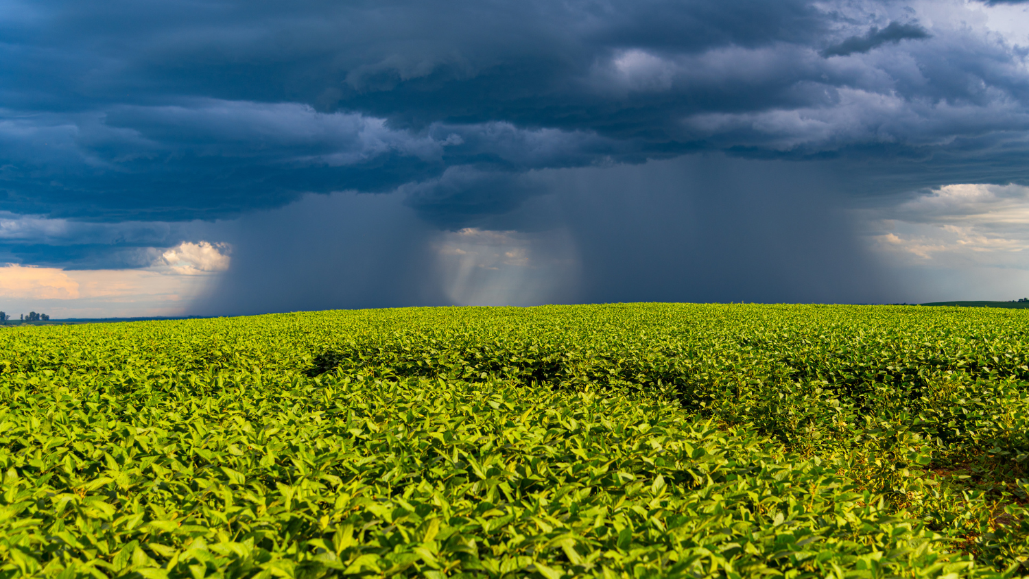 Monitoramento climático da soja