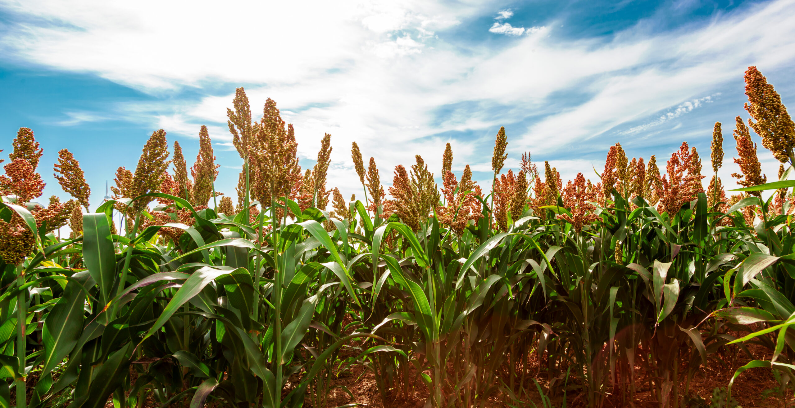 Safrinha de milho e sorgo